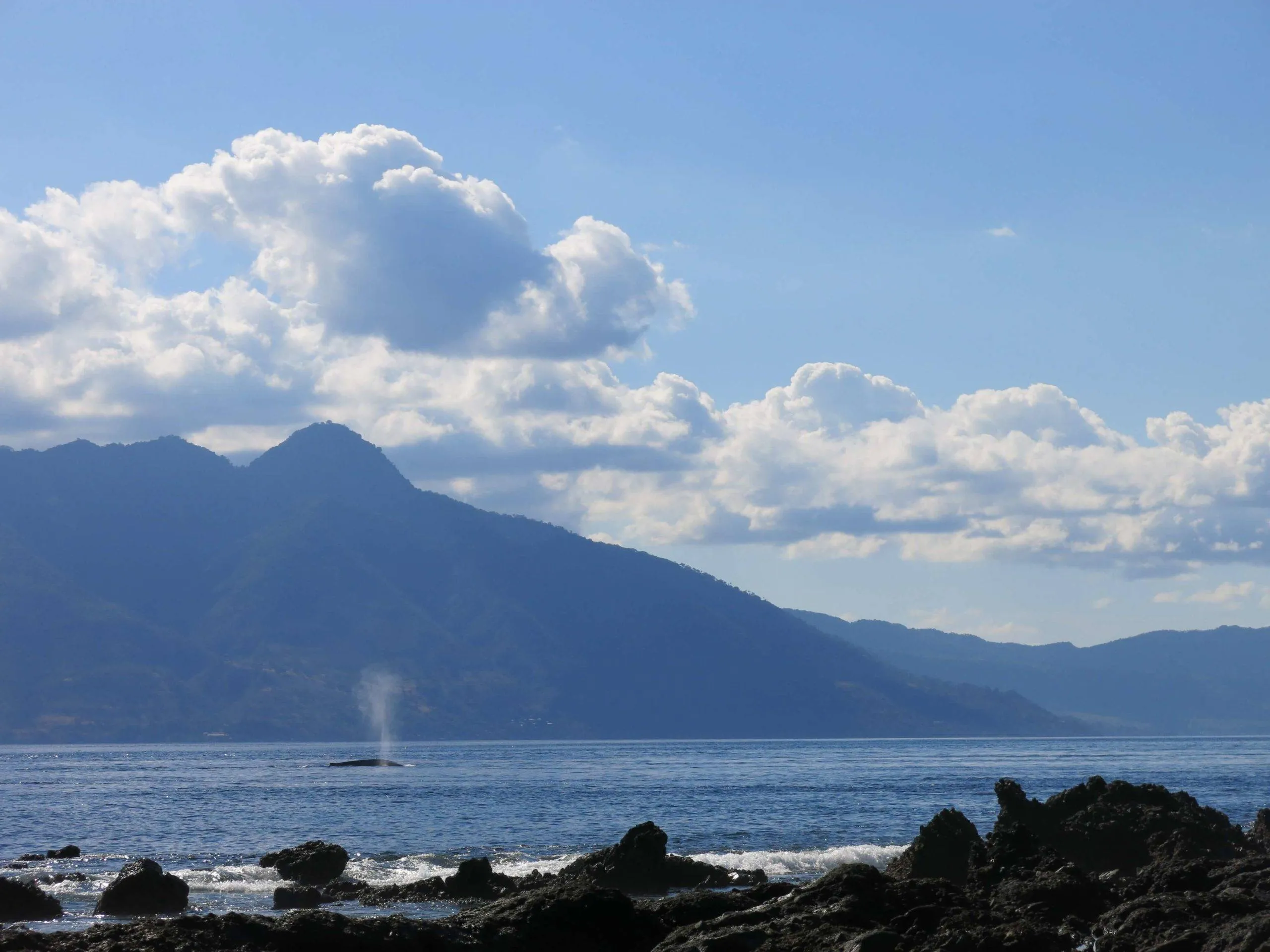 Blue whale at SAVU house reef Blue whale at SAVU house reef