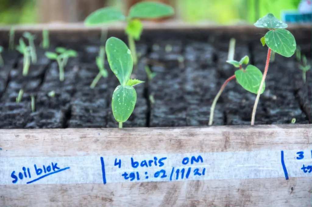 SAVU plant nursery