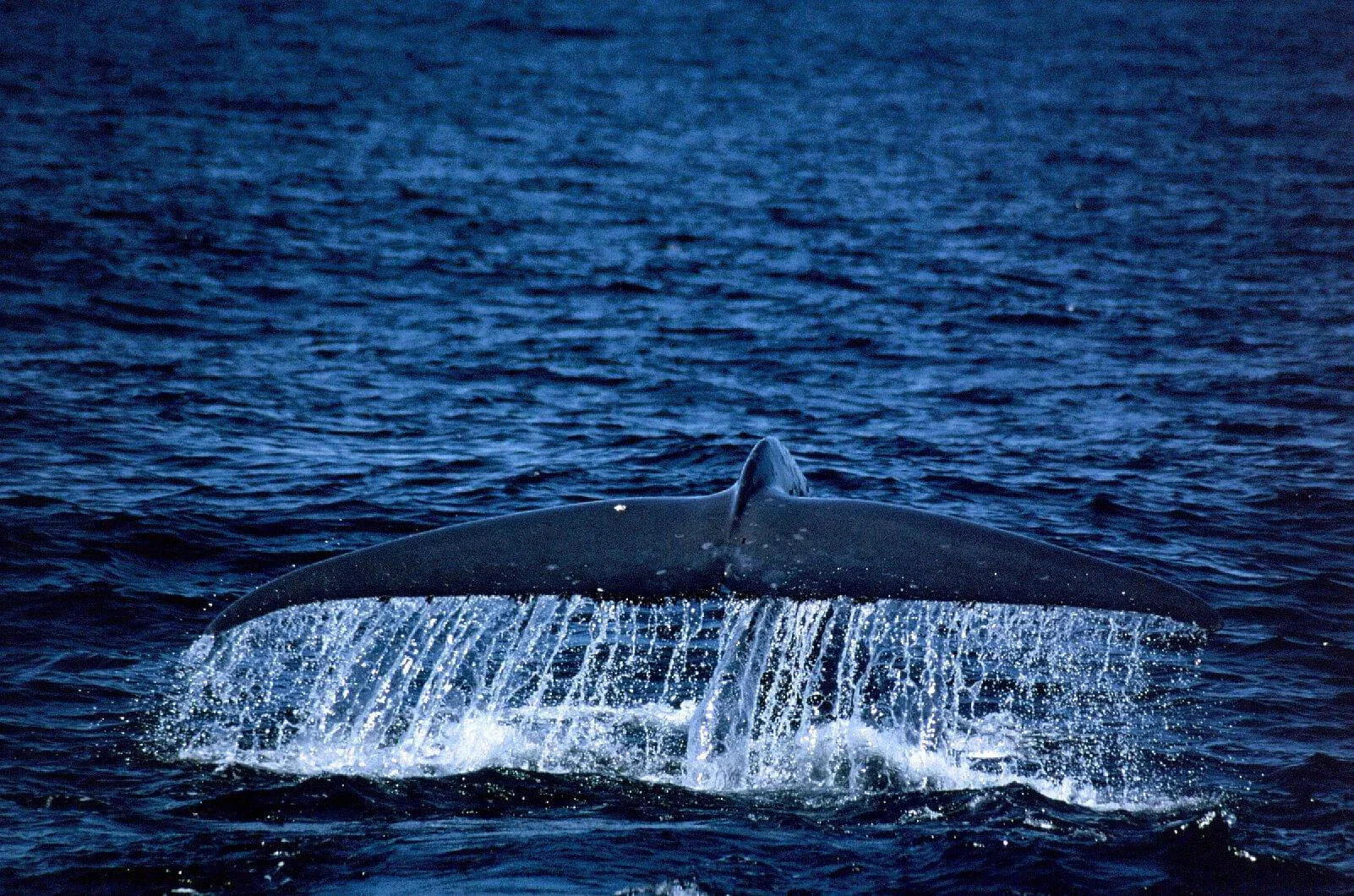 © Benjamin Kahn: blue whale fluke © Benjamin Kahn: blue whale fluke