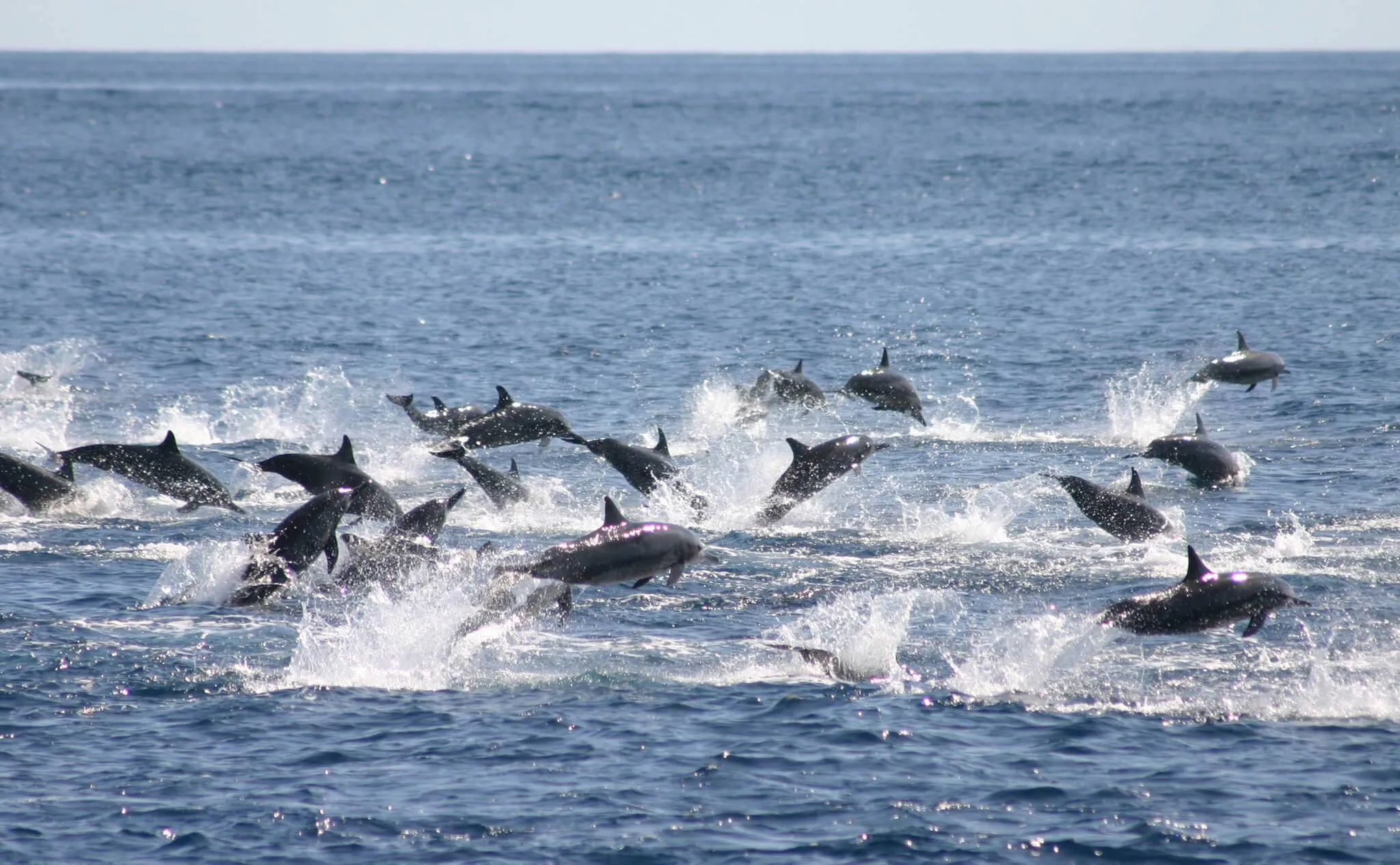 © Benjamin Kahn: spinner dolphins © Benjamin Kahn: spinner dolphins