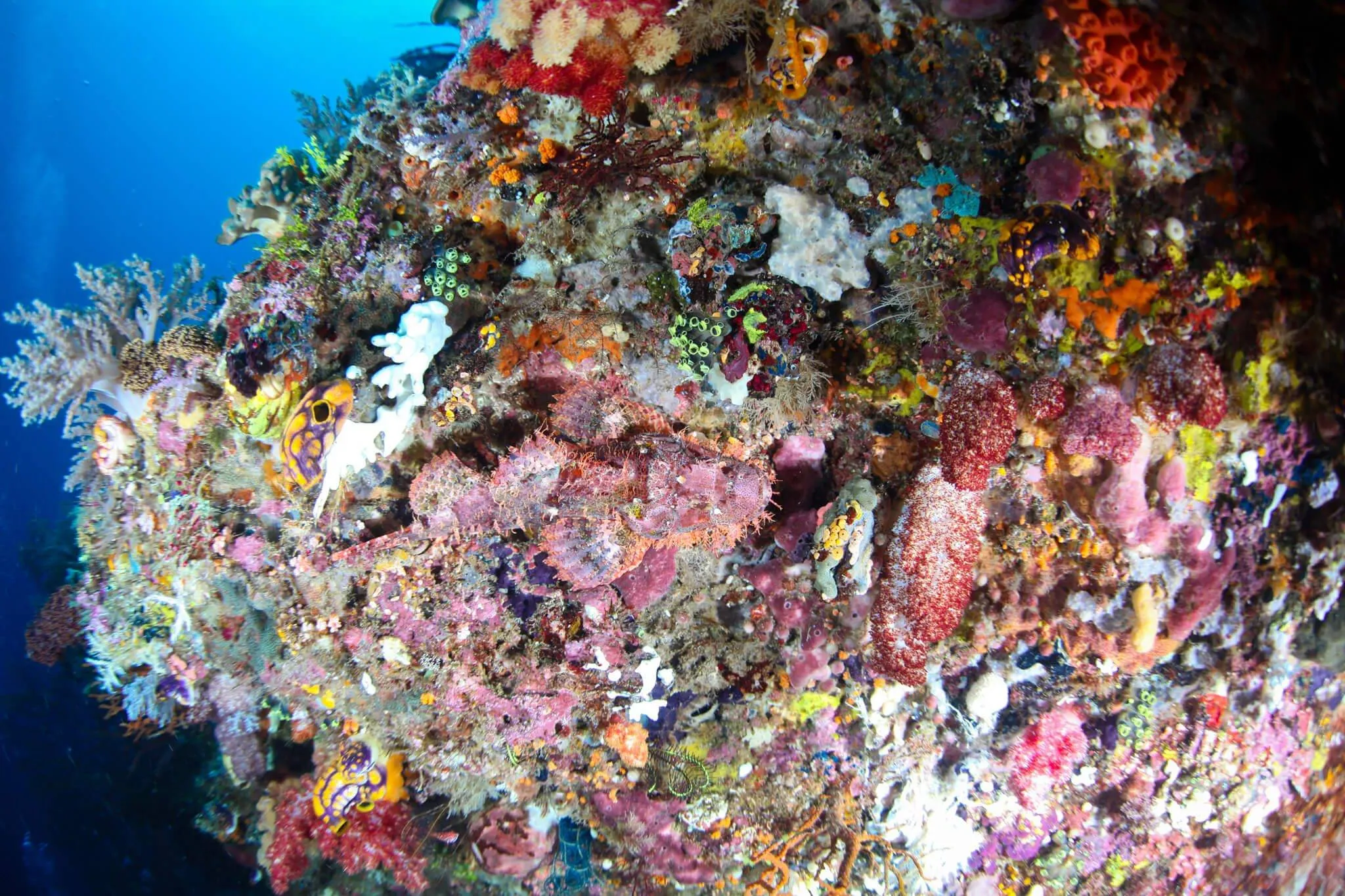 © Diana Himmelspach: scorpion fish © Diana Himmelspach: scorpion fish