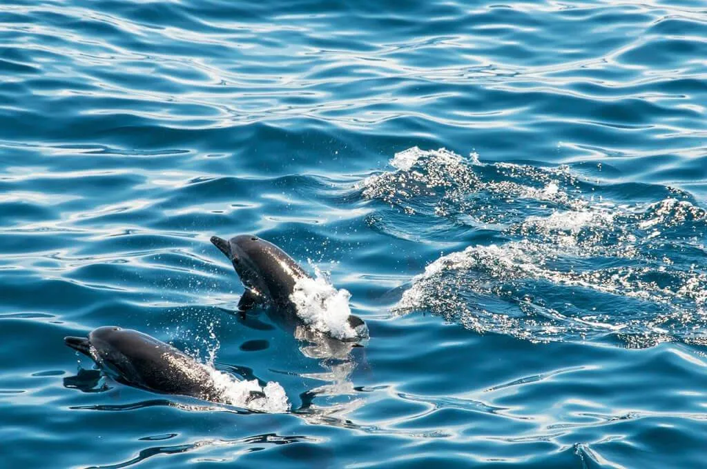 © Foued Kaddachi: spotted dolphins © Foued Kaddachi: spotted dolphins