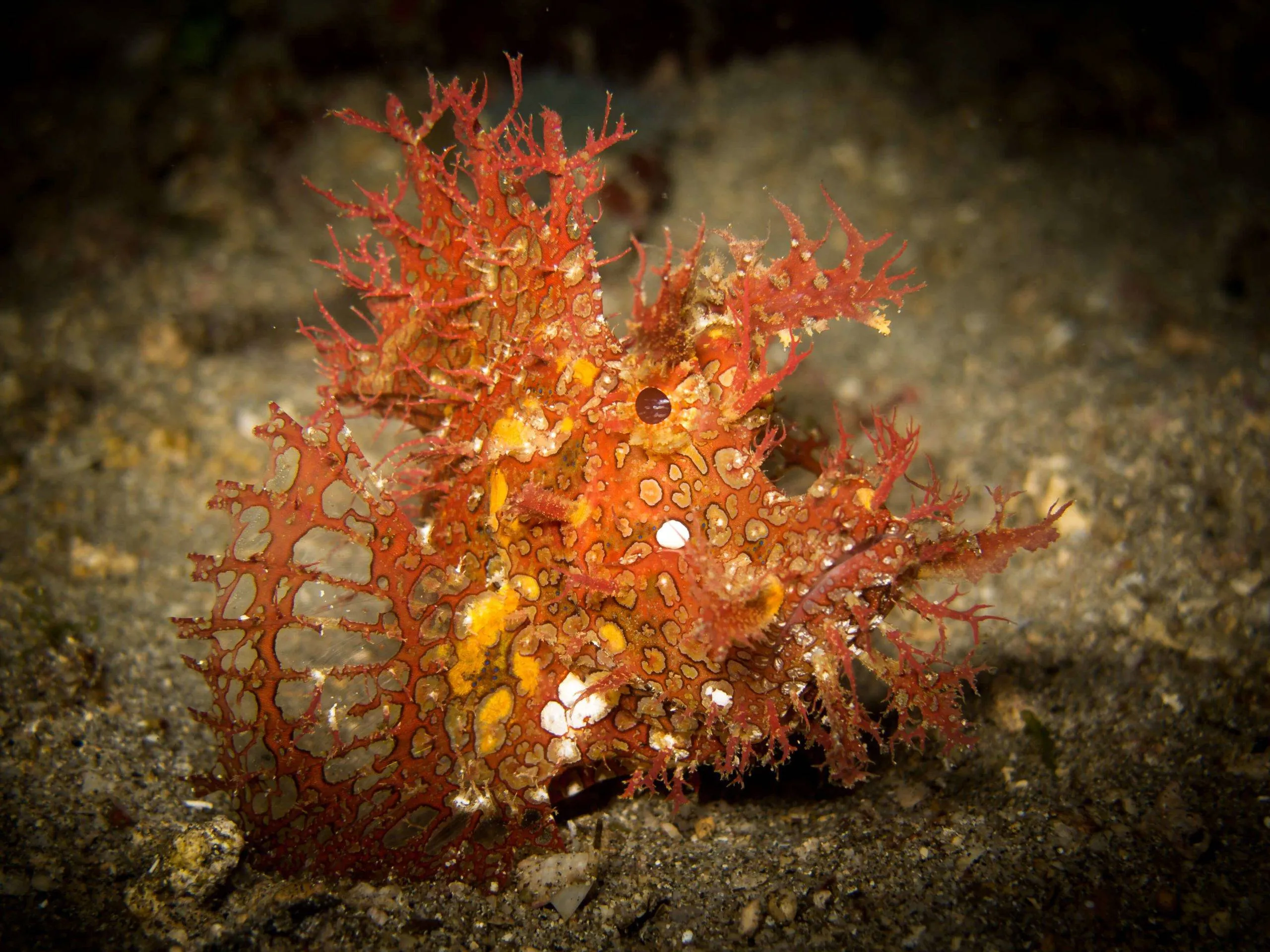 © Nick Everett: rhinopias fondosa © Nick Everett: rhinopias fondosa