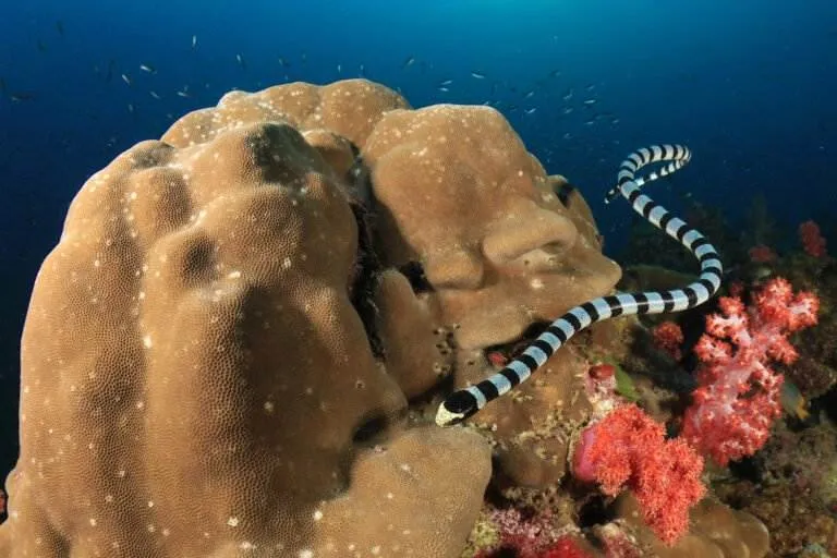 Scuba diving south alor