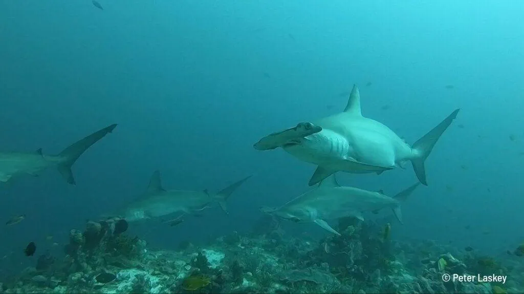 Hammerhead shark diving Alor, Indonesia