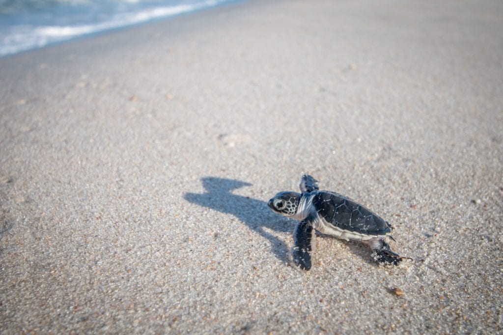 Baby Green sea turtle on the beach.