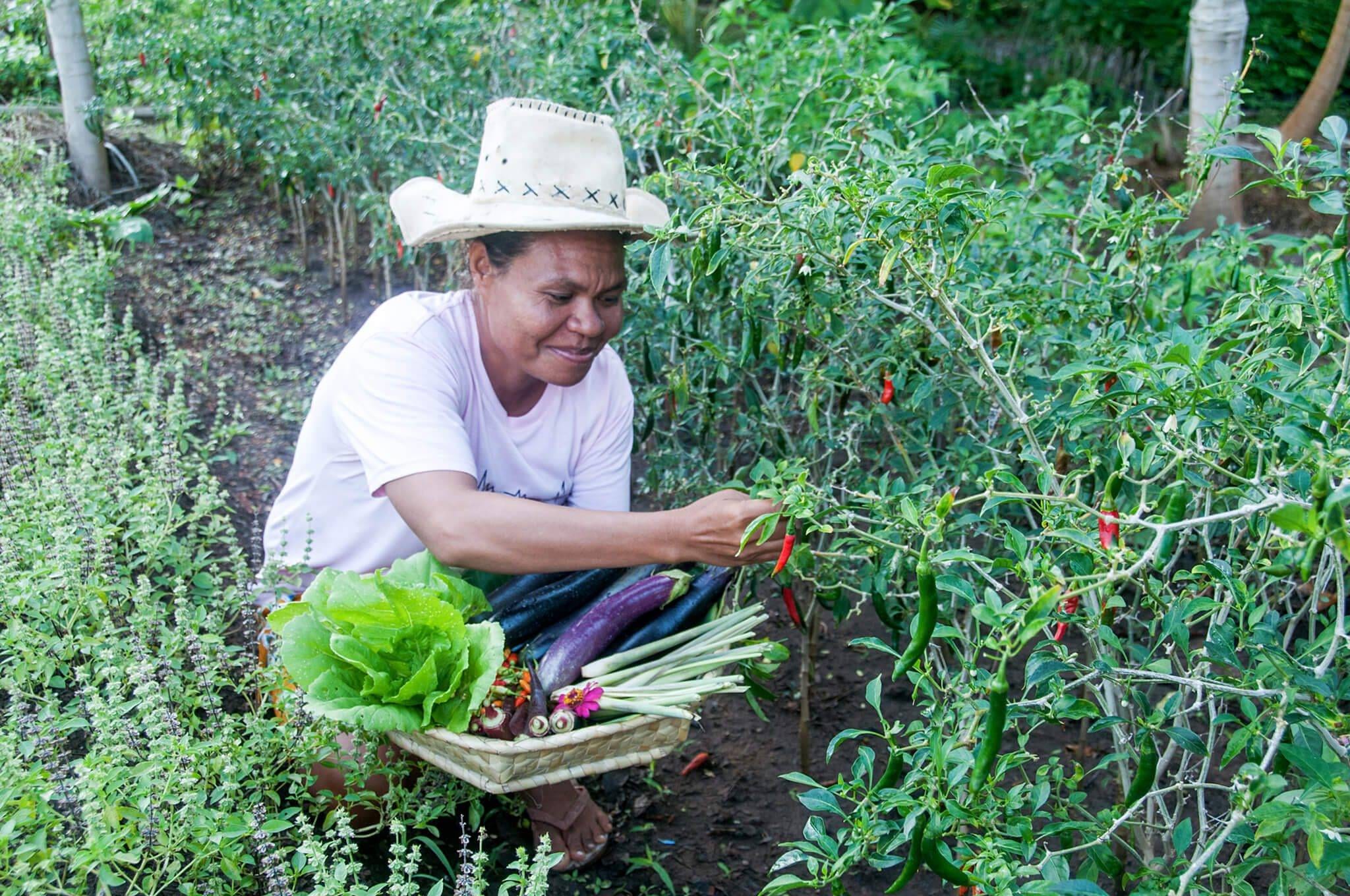 Chef's little herb garden