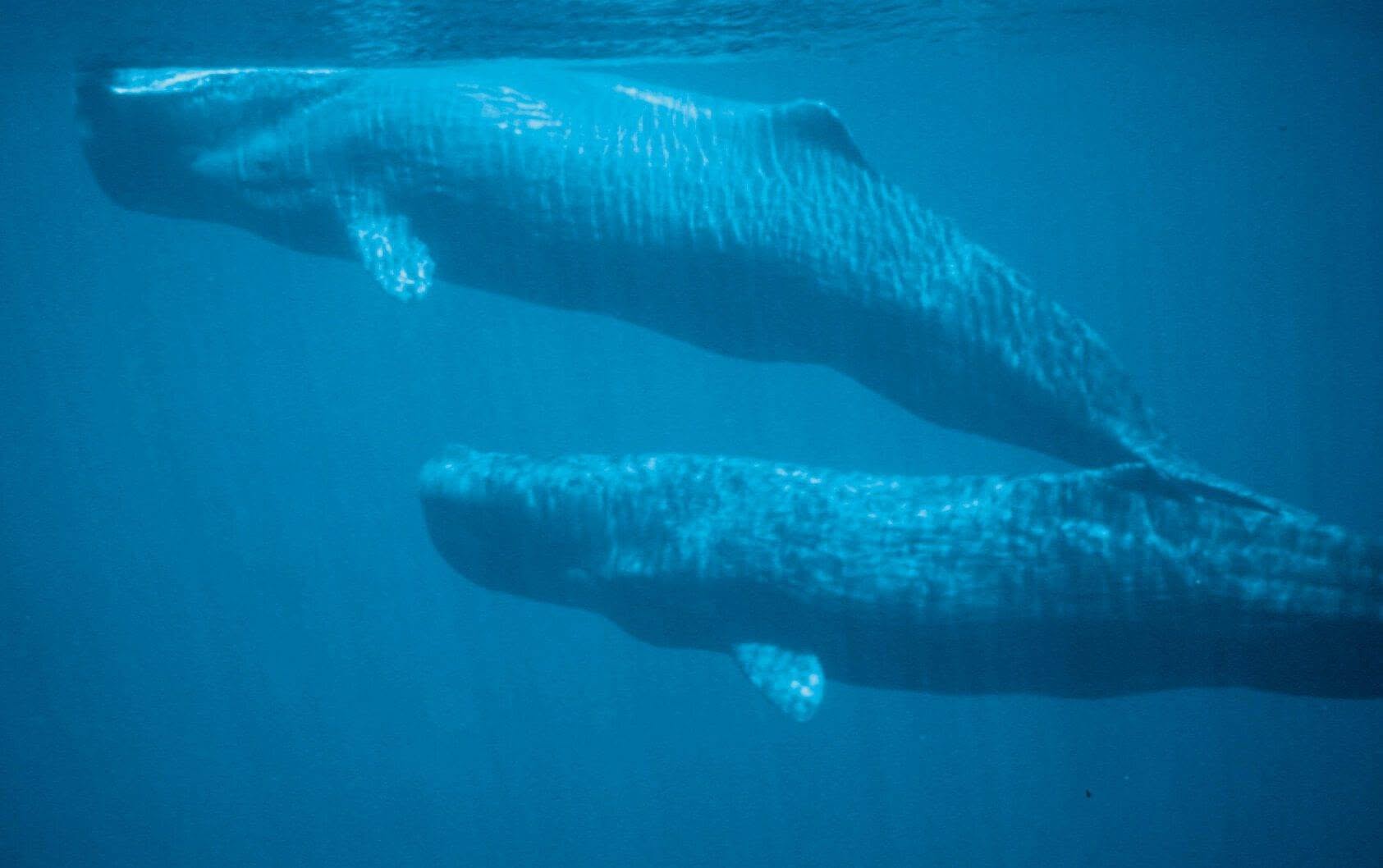 © Benjamin Kahn: sperm whales © Benjamin Kahn: sperm whales