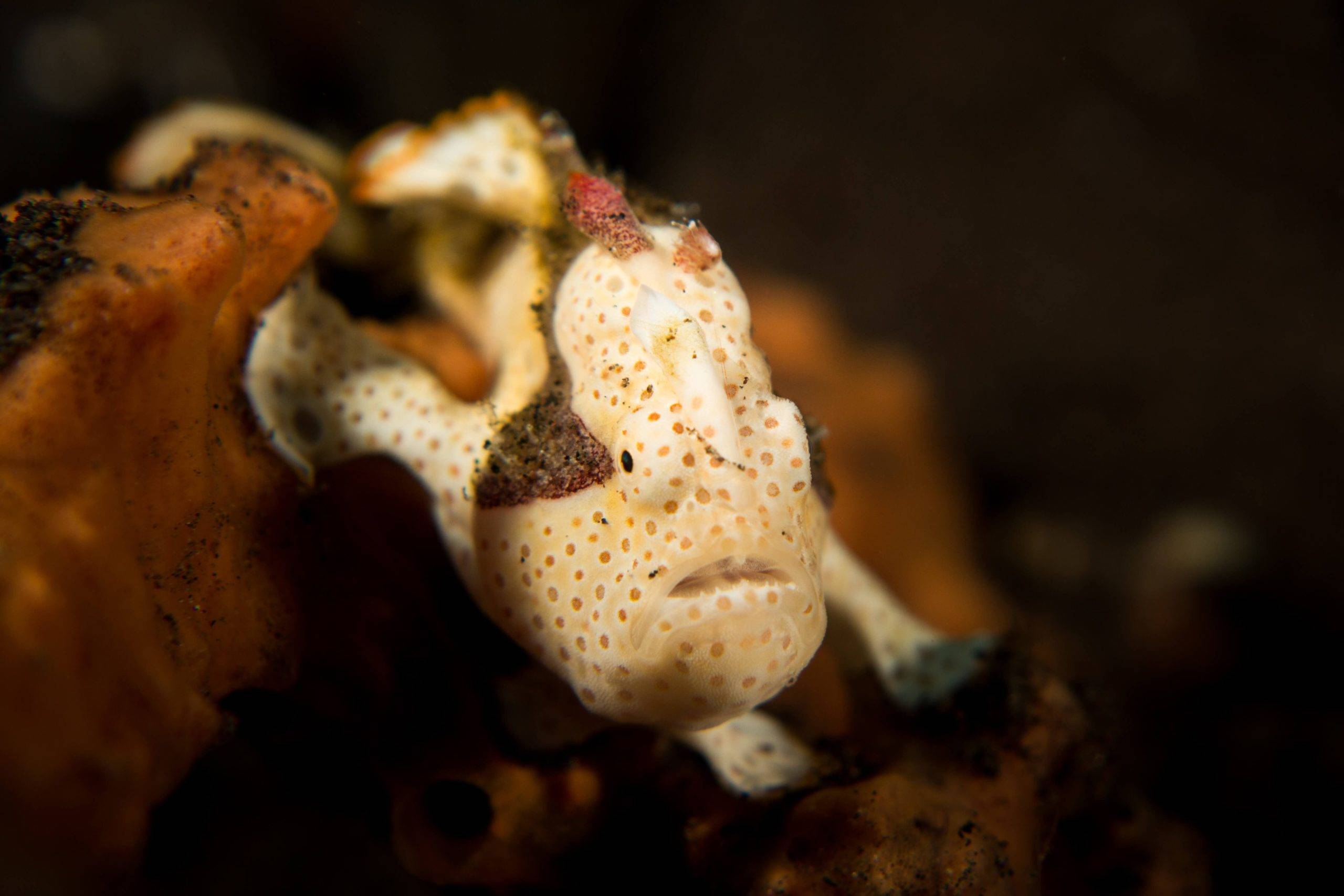 © Nick Everett: painted frogfish © Nick Everett: painted frogfish