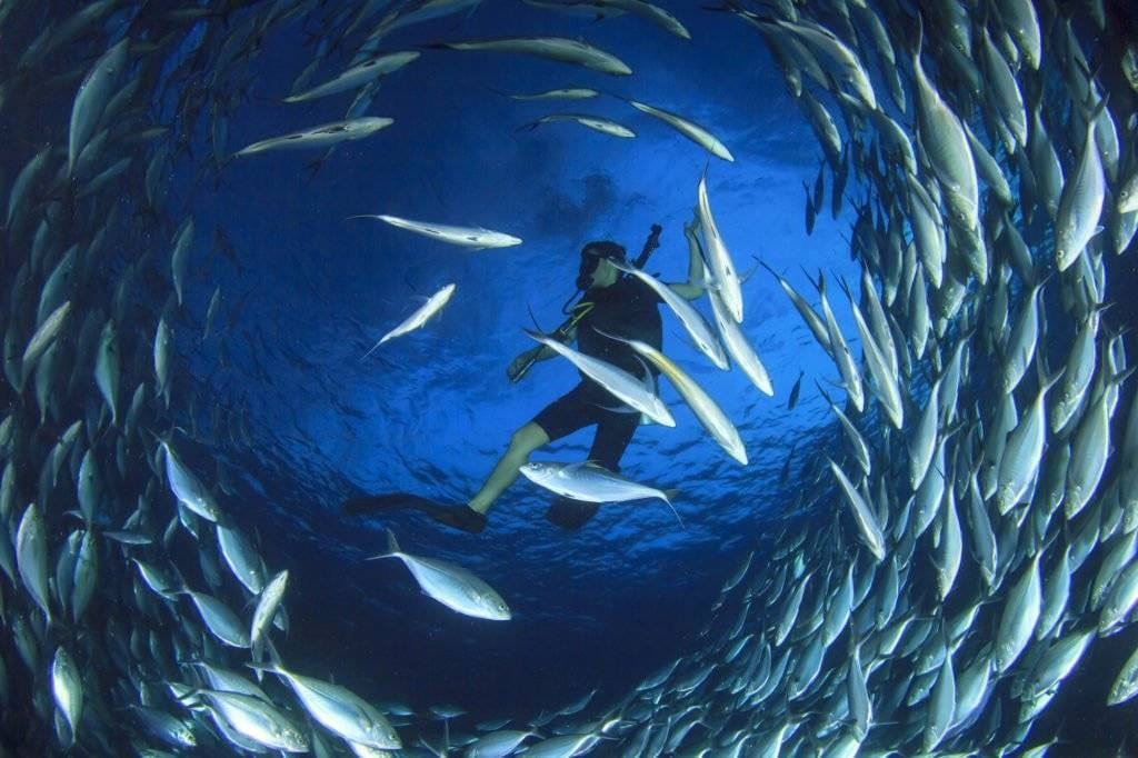 Scuba diving south alor