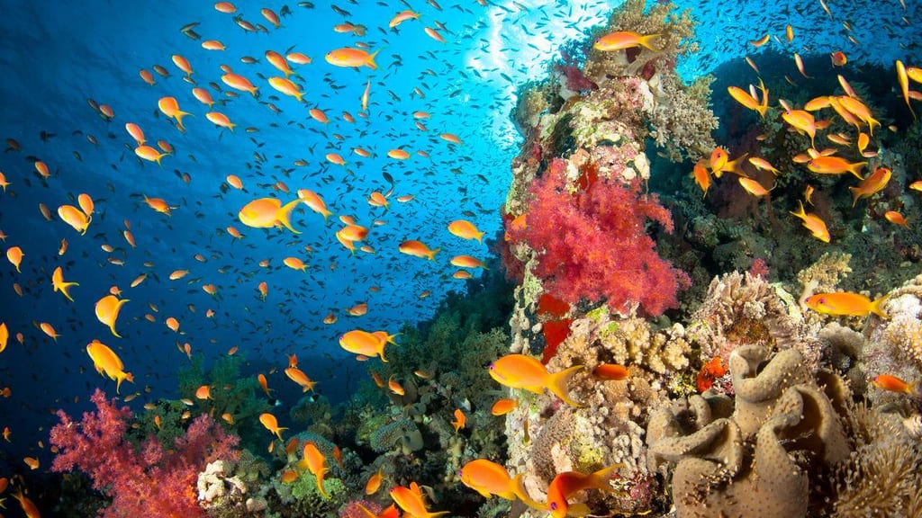 Scuba diving Alor