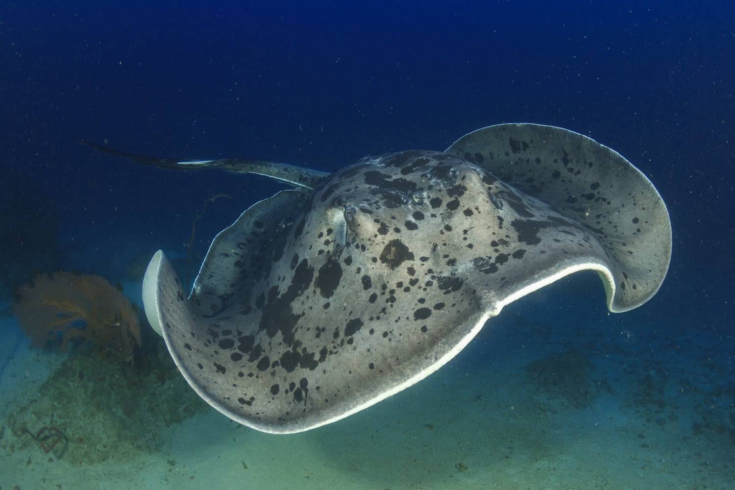 Marble stingray scuba diving south Alor