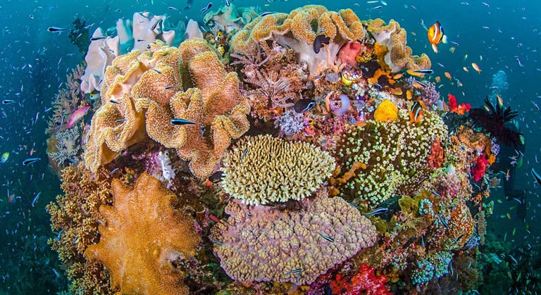Guide to snorkeling in Alor