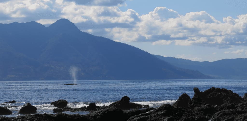 Whale watching in Alor