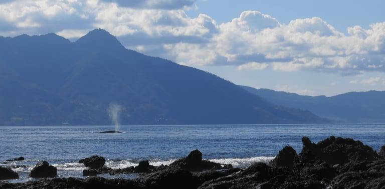 Whale watching in Alor