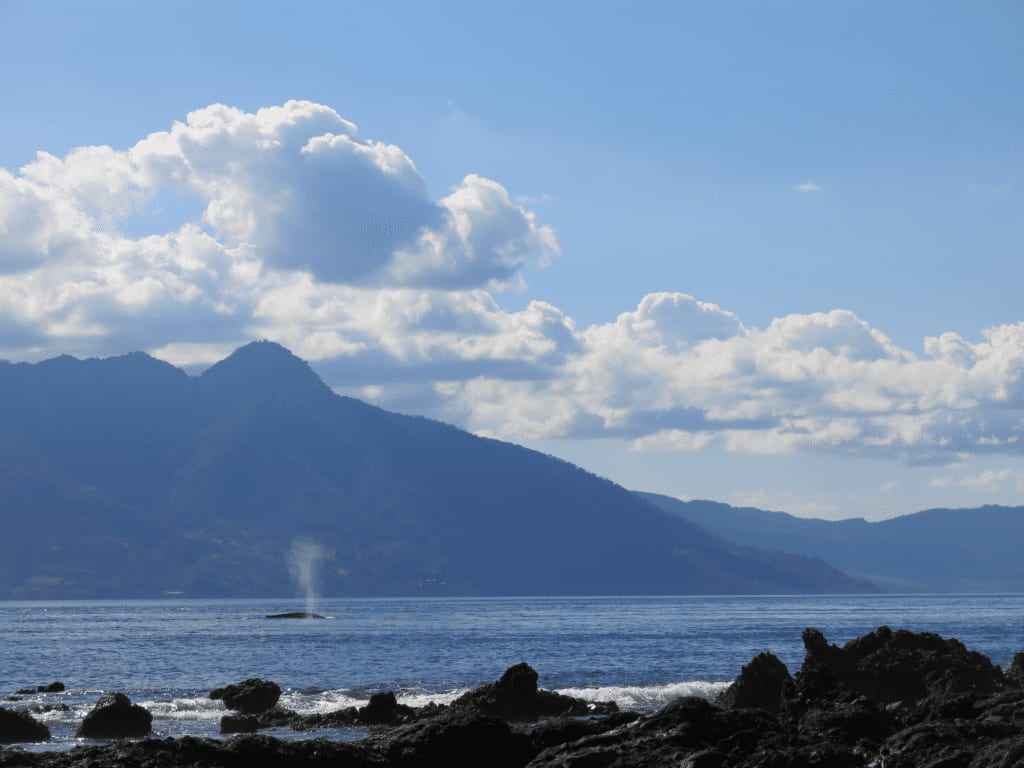 Dolphin and Whale Watching in Alor - marine conservation