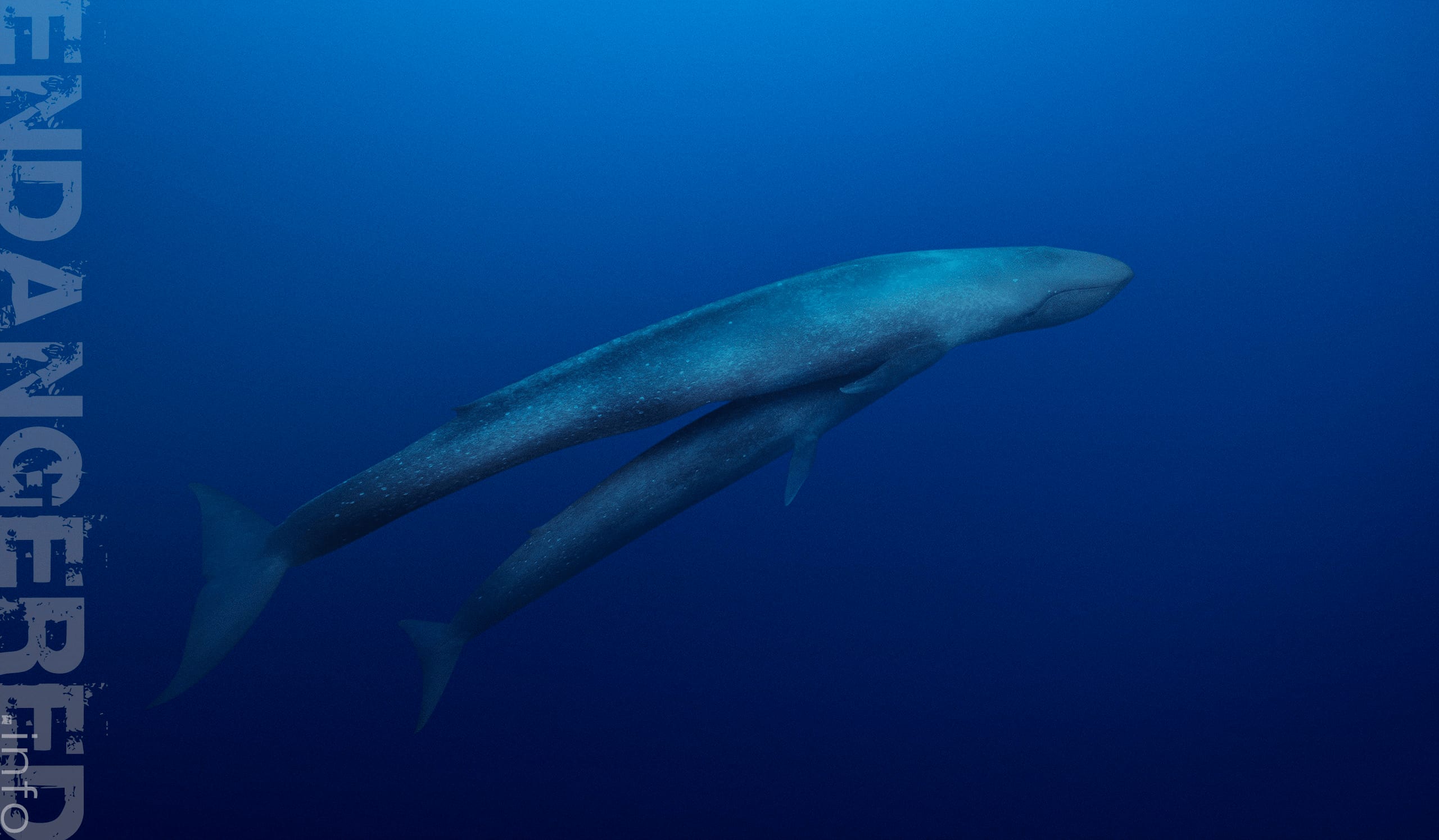 whale watching in Alor