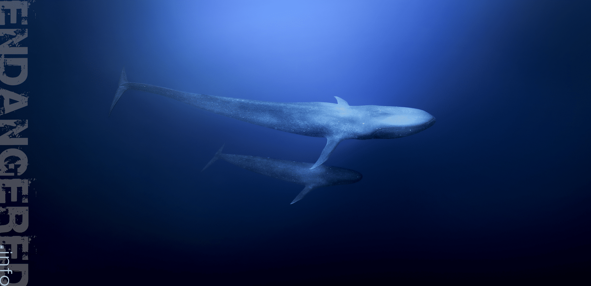 Whale watching Blue whales