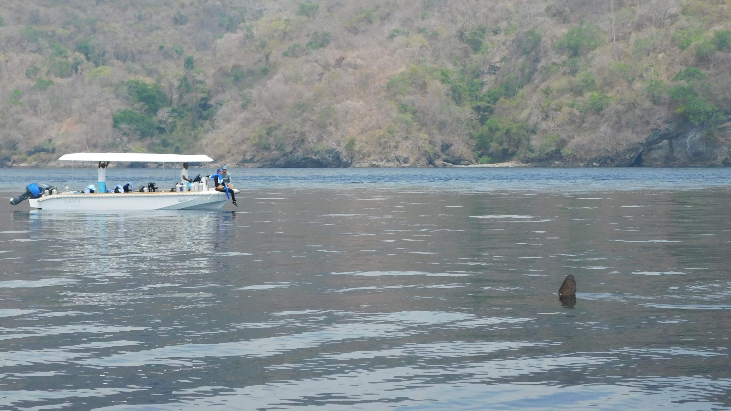Snorkeling with sunfish in Savu