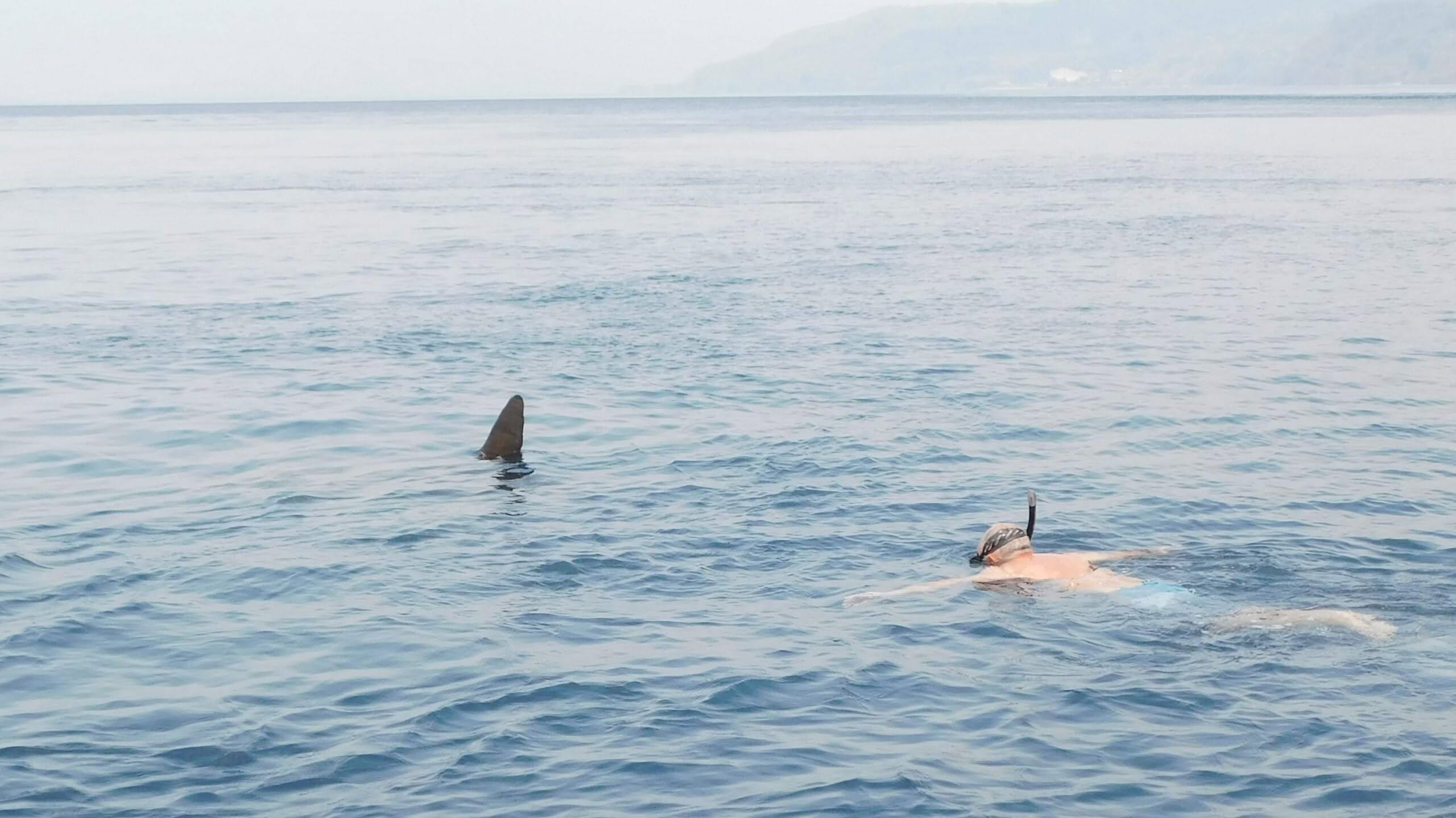 Snorkeling with Mola in Indonesia