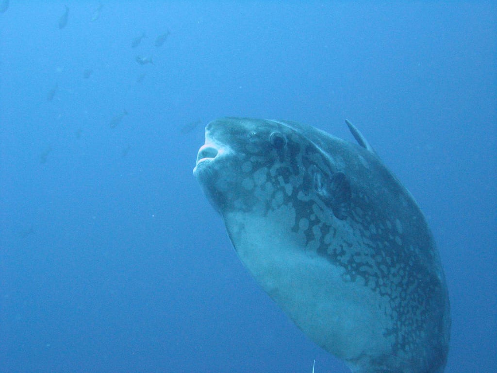 mola in Alor