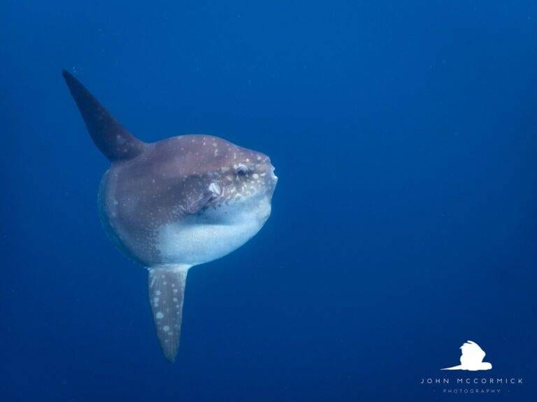 Mola mola in Savu, Alor
