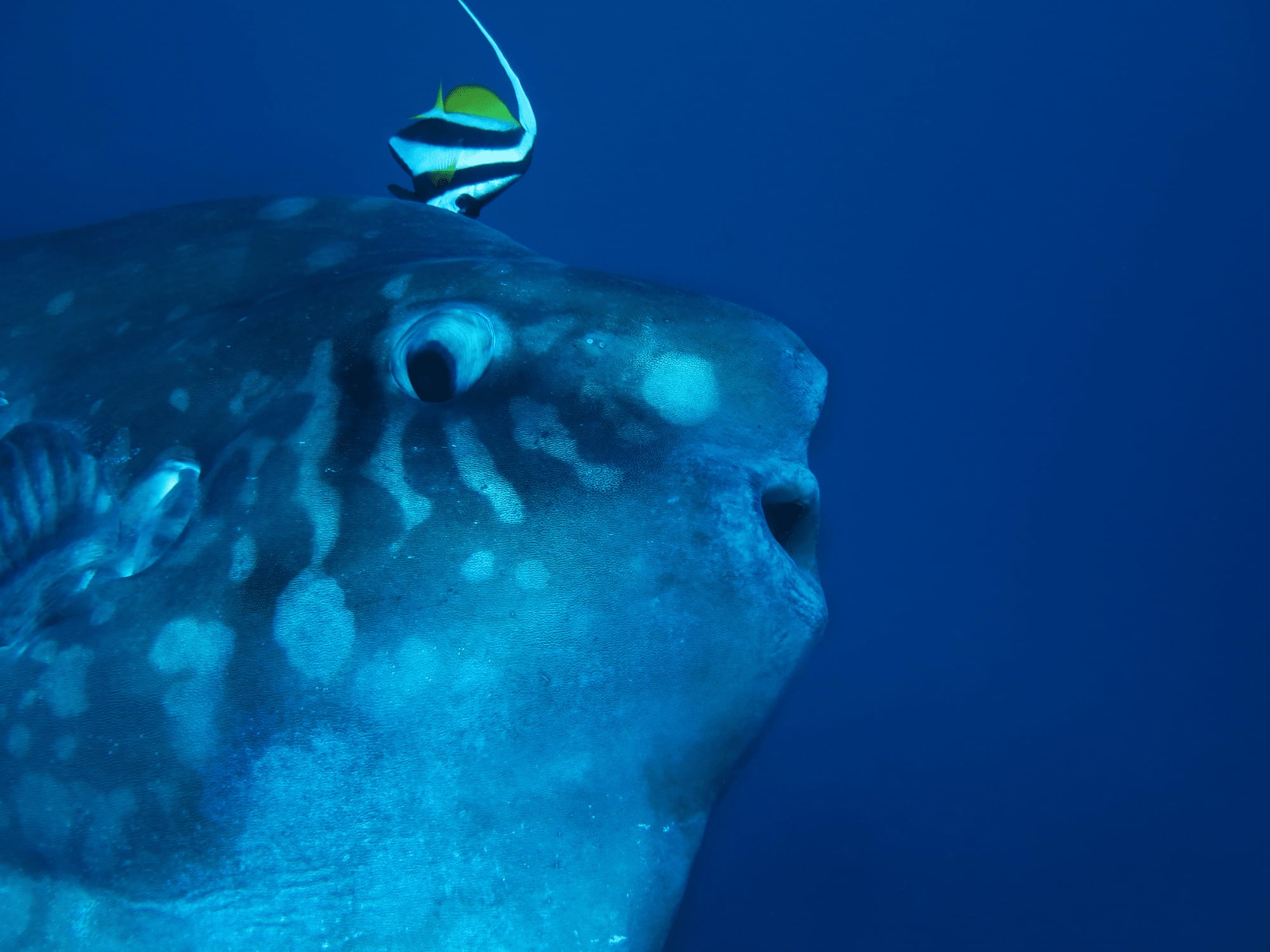 Mola cleaning