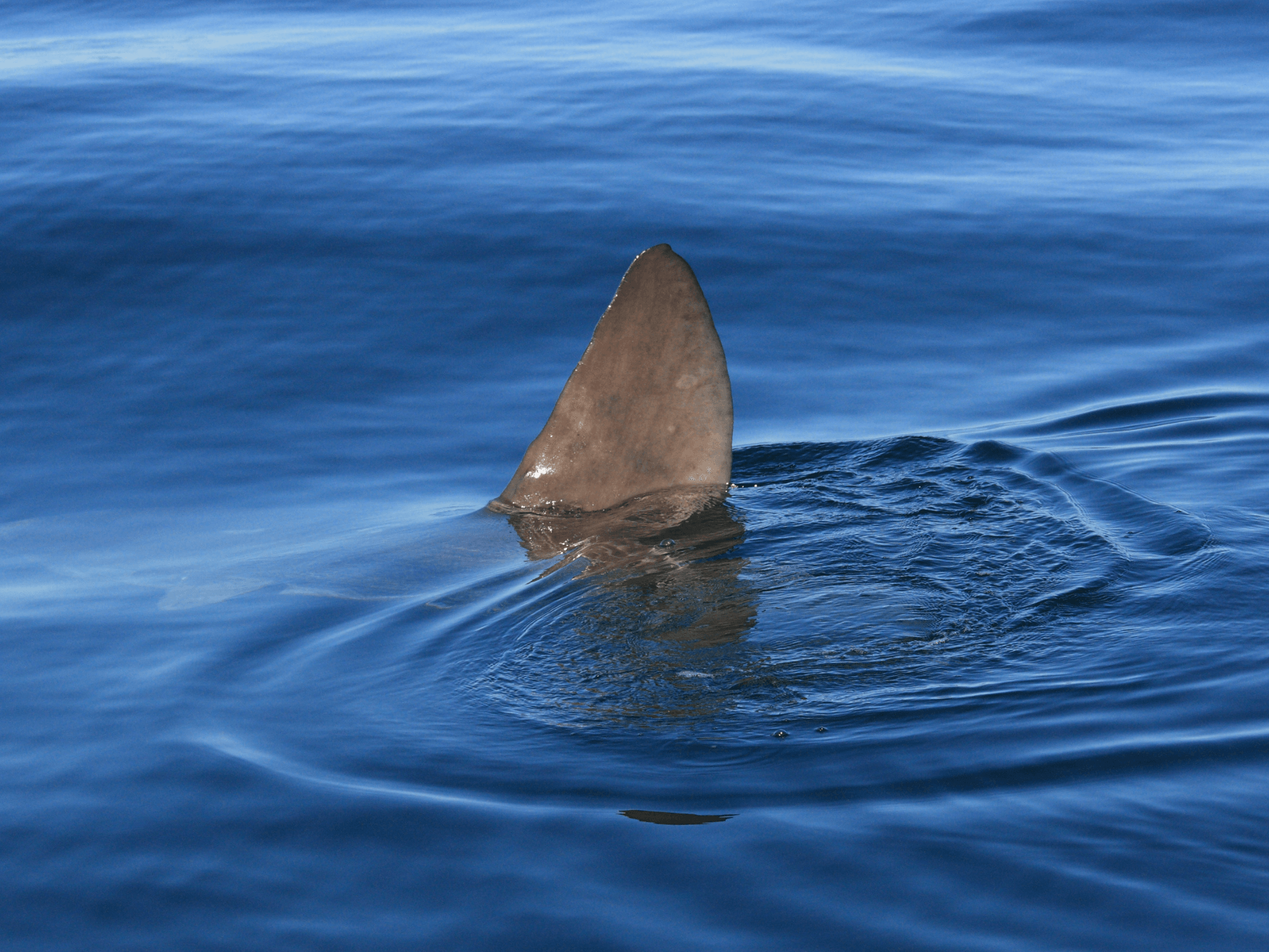 fin at the surface