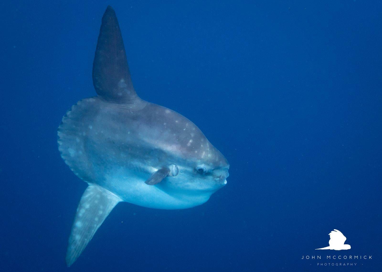 Oceanic sunfish swimming in Alor