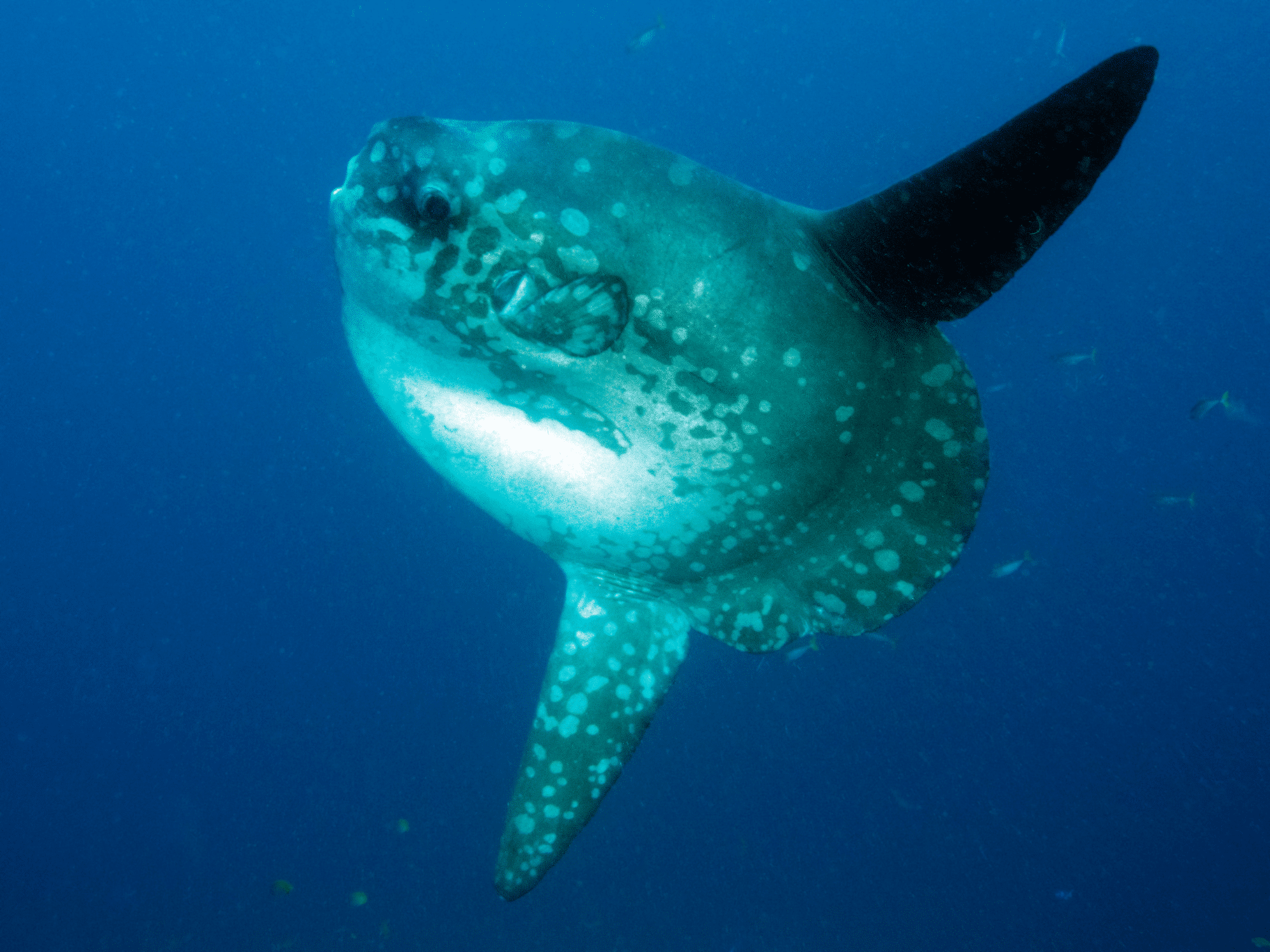 Sunfish in the Savu Sea, Alor