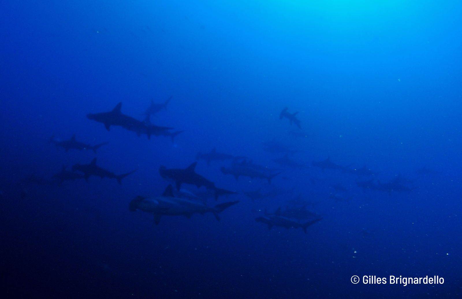 Hammerhead shark sighting in Alor, Indonesia