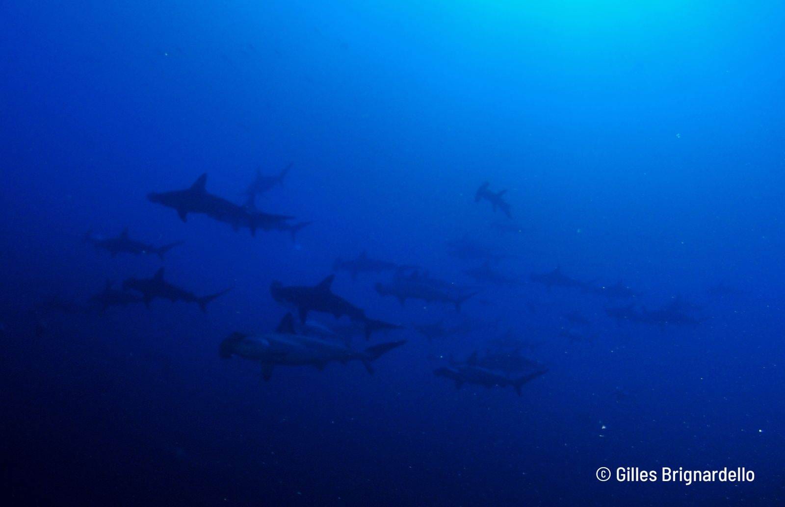 Hammerhead shark sighting in Alor, Indonesia