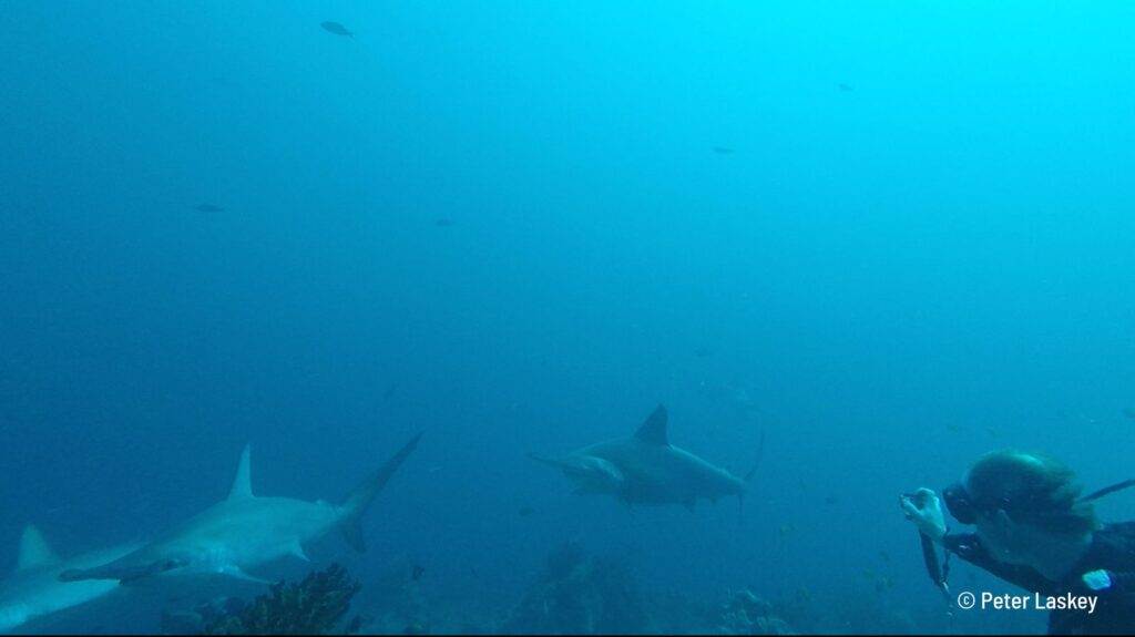 Hammerhead shark in Indonesia - Alor - Savu South Alor Dive Resort