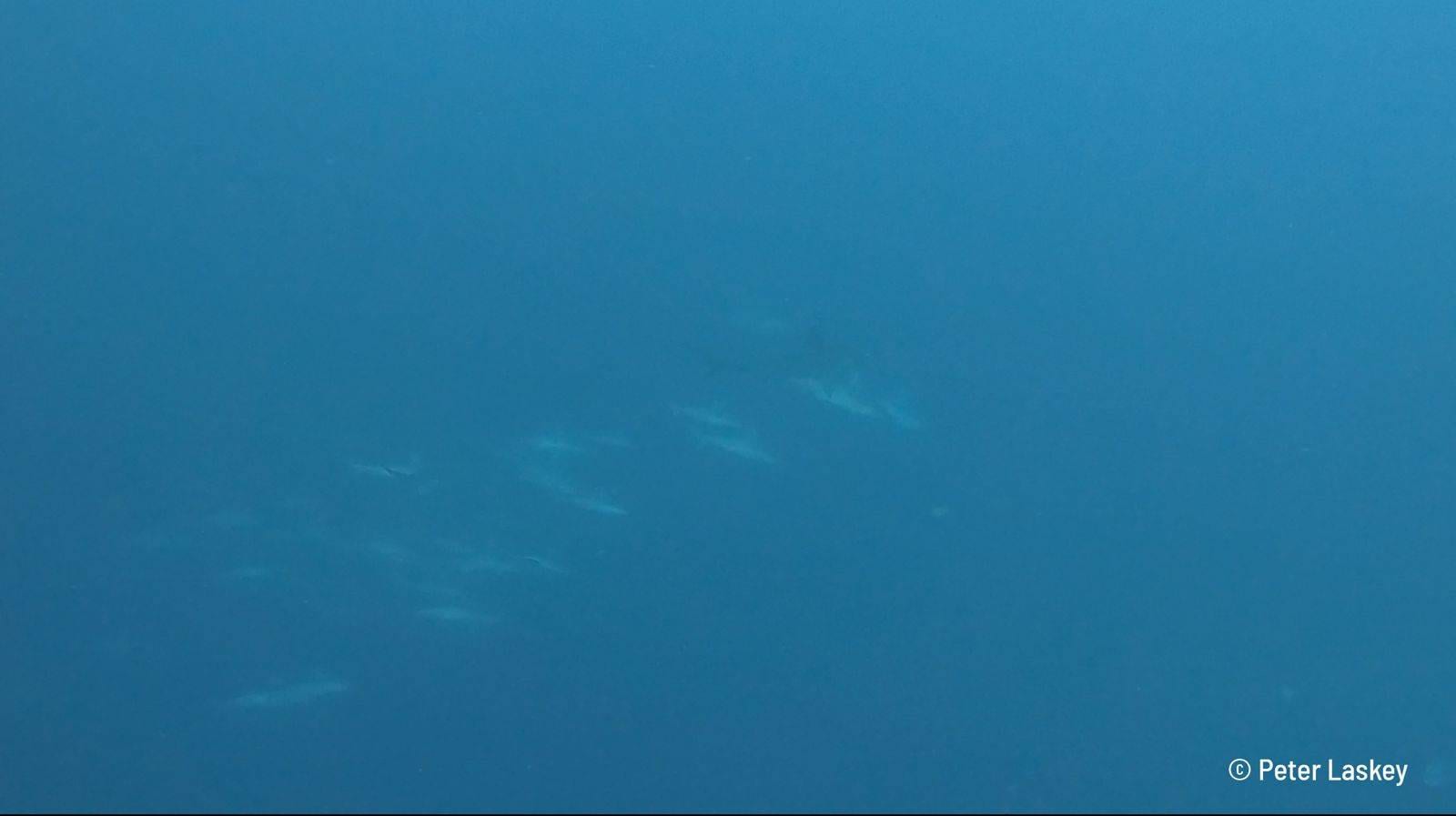 Schooling hammerhead sharks in Indonesia, Alor, Banda